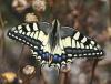 Papilio machaon